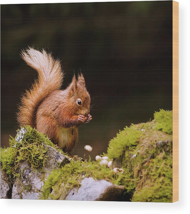 Nut Wood Print featuring the photograph Red Squirrel Eating Nuts by Blackcatphotos