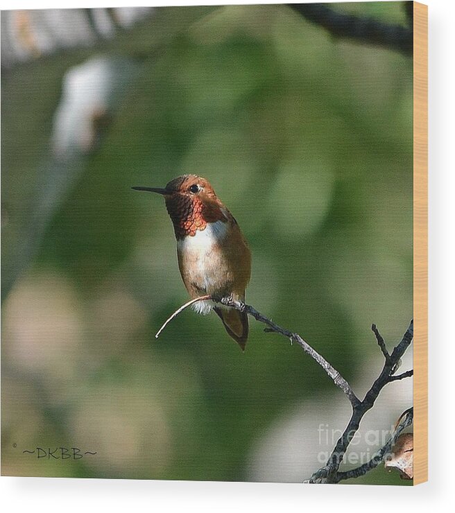 Hummingbird Wood Print featuring the photograph Resting Rufous by Dorrene BrownButterfield