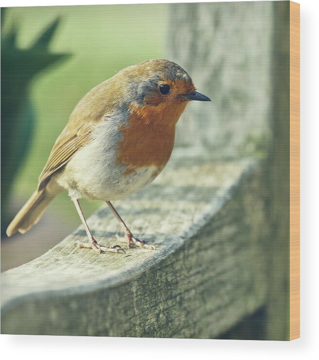 Animal Themes Wood Print featuring the photograph Robin by Blackcatphotos