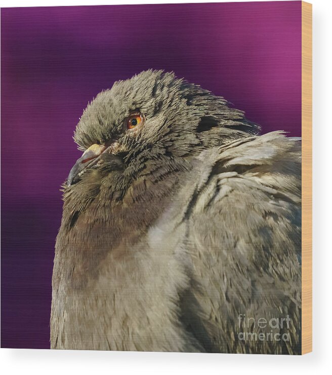 Feather Wood Print featuring the photograph Rock Pigeon and Iron Fountain Headshot by Pablo Avanzini