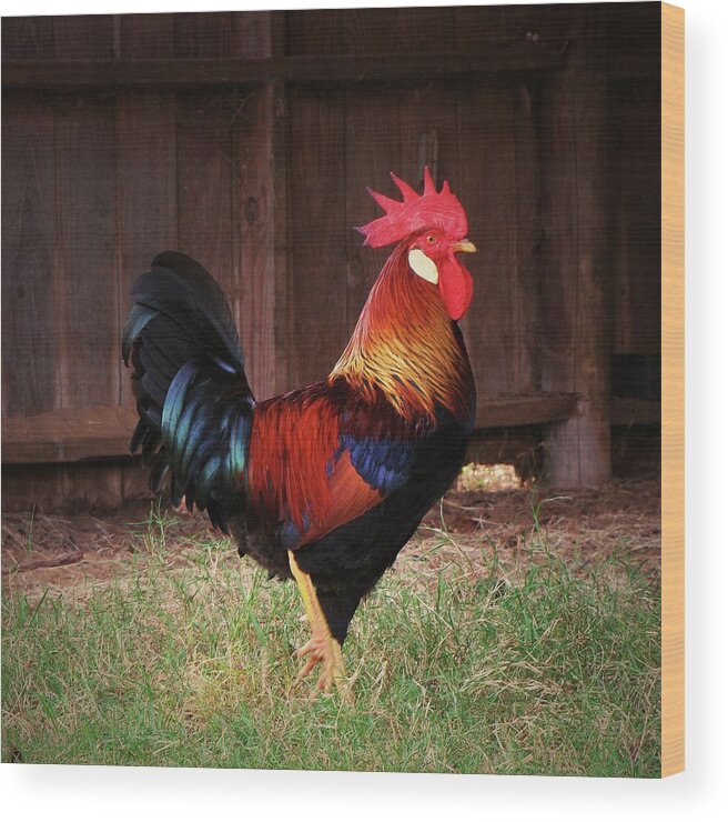 Grass Wood Print featuring the photograph Rooster Portrait by Daniela Duncan