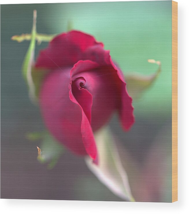 Petal Wood Print featuring the photograph Rose Bud by Copyright Alex Hughes