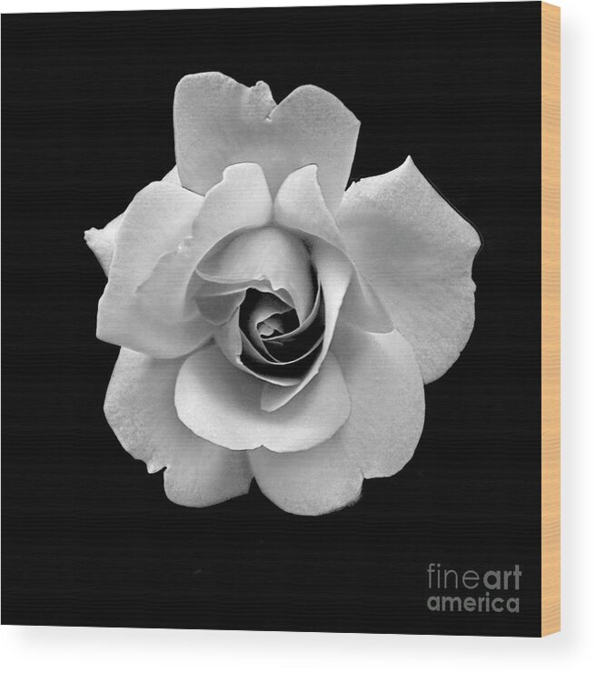 Flowers Wood Print featuring the photograph Rose in Gray Tone by Dianne Morgado
