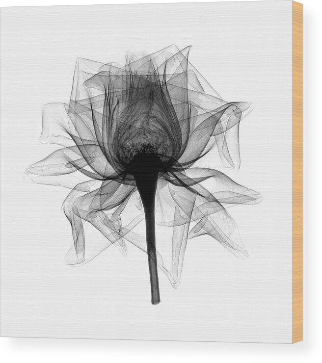 X-ray Of Open Rose Wood Print featuring the photograph Rose,open #2 X-ray by Bert Myers