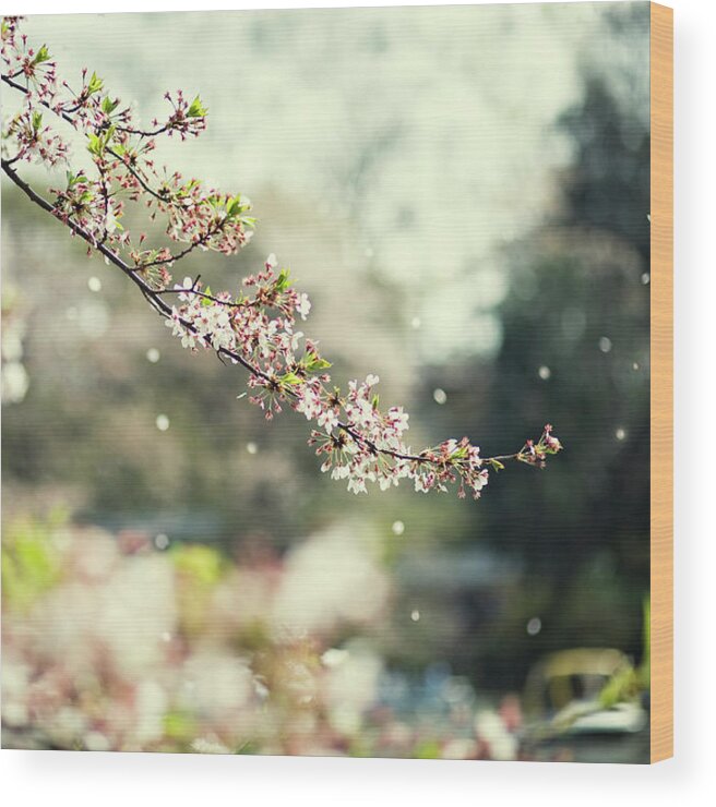 Wind Wood Print featuring the photograph Sakura Blowing In The Wind by Jdphotography