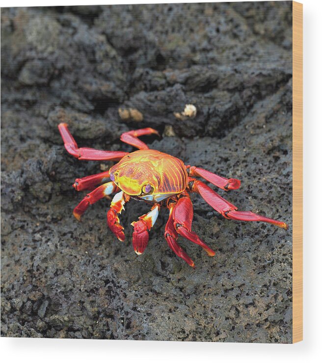 Water's Edge Wood Print featuring the photograph Sally Lightfoot Crab Grapsus Grapsus by Keith Levit / Design Pics