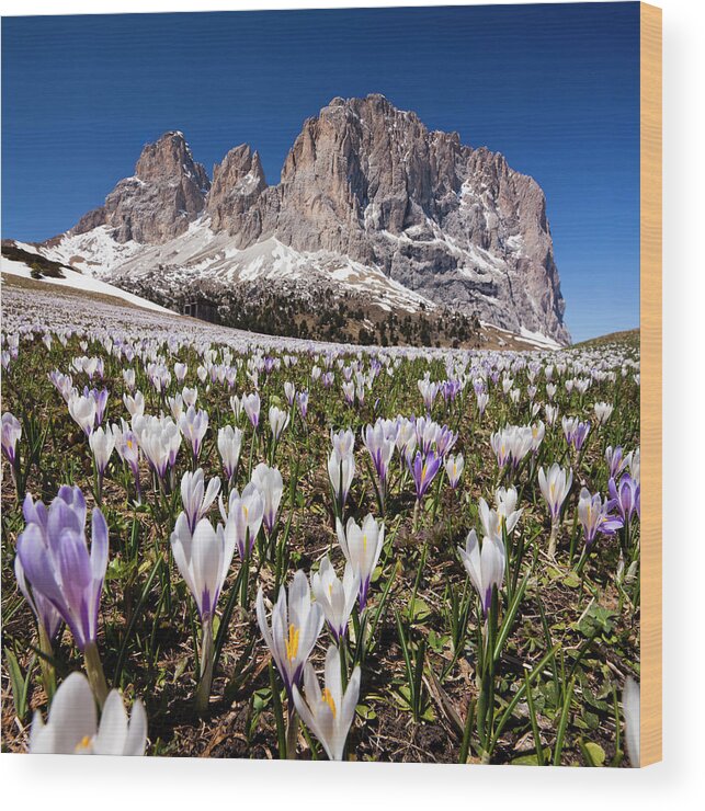 Estock Wood Print featuring the digital art Sassolungo, Crocus Flower, Italy by Olimpio Fantuz