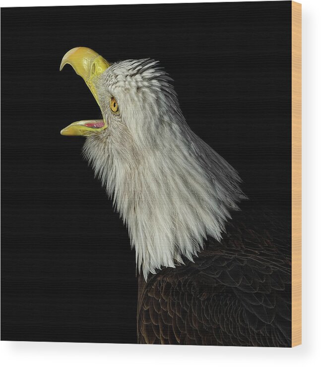 Animal Themes Wood Print featuring the photograph Screaming Eagle_rgb2861wbs by Dansphotoart On Flickr