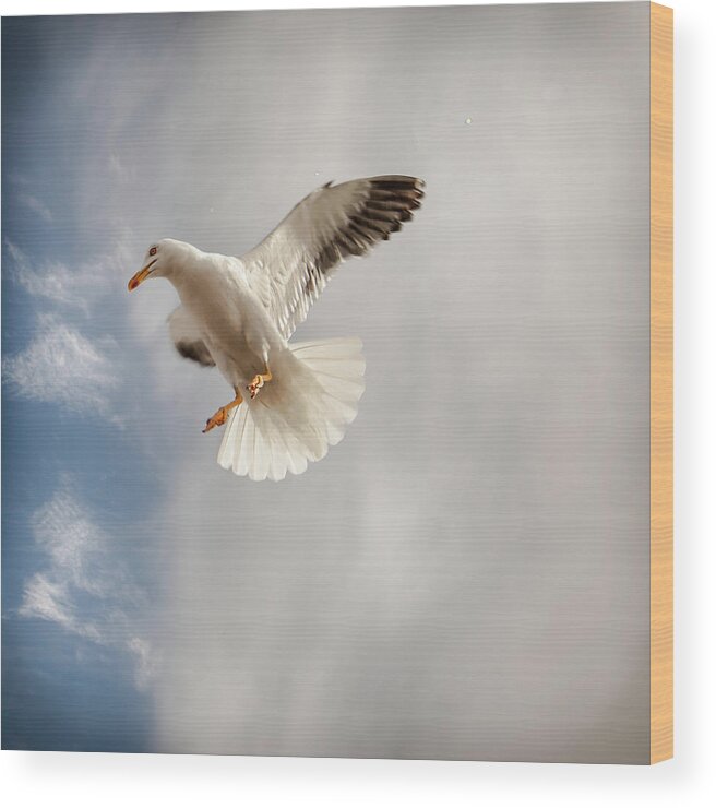 Animal Themes Wood Print featuring the photograph Seagull by Johann S. Karlsson
