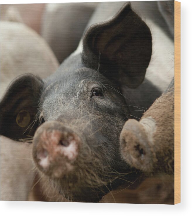 Pig Wood Print featuring the photograph Selective Focus Of A Pig by Bartco