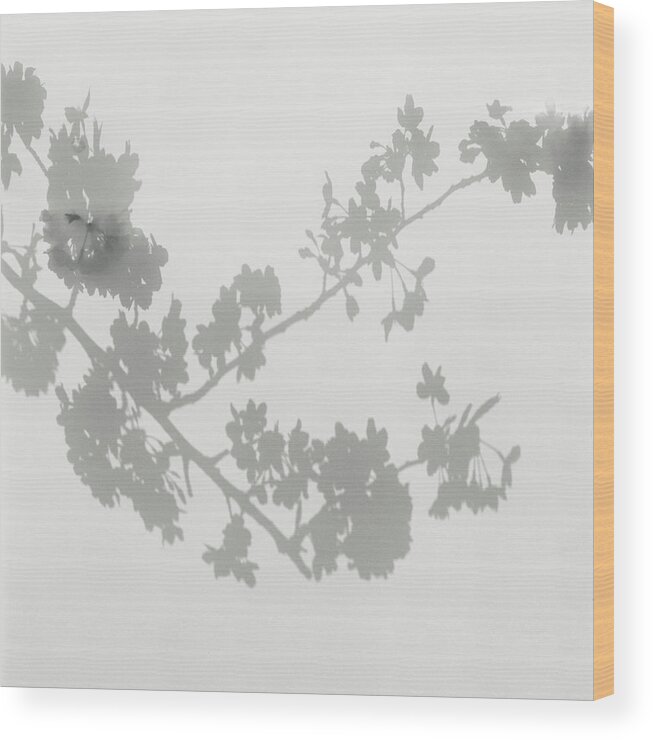 Shadow Wood Print featuring the photograph Shadow Of Cherry Blossoms On Wall by Eriko Koga