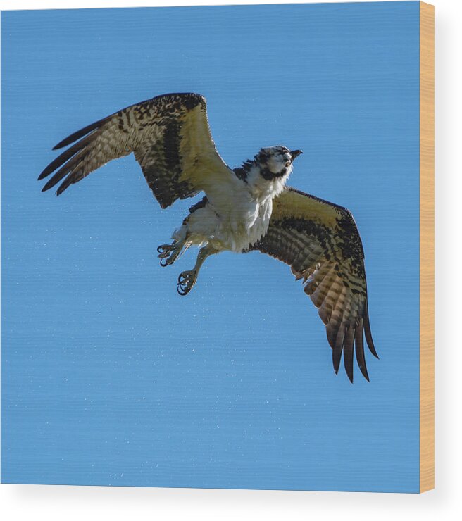 Osprey Wood Print featuring the photograph Shake it Off 3 by Douglas Killourie