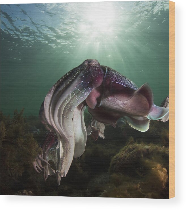 Underwater Wood Print featuring the photograph Showing Off by Richard Wylie