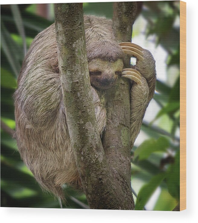 #costarica#puravida#sloth#rainforest#sloth Wood Print featuring the photograph Sleeping Sloth by Darylann Leonard Photography