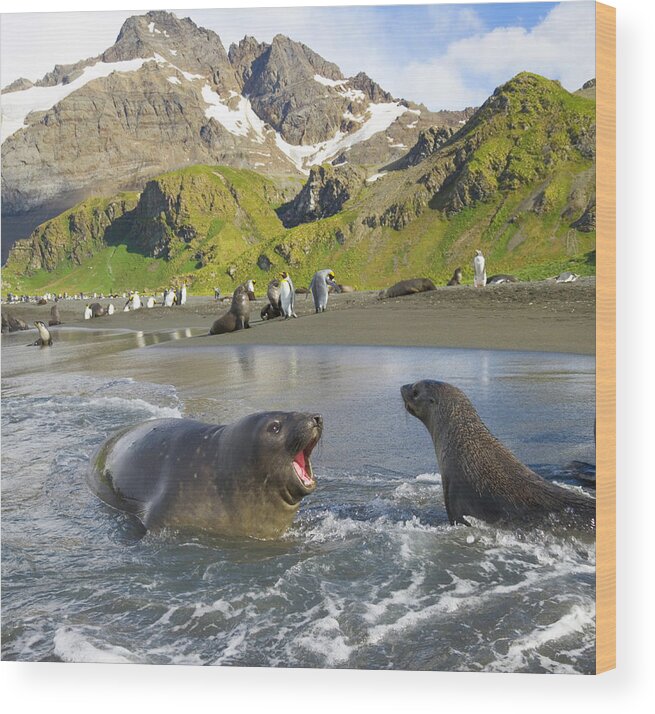 South Georgia Island Wood Print featuring the photograph Southern Elephant Seal Pup Barking At by Eastcott Momatiuk
