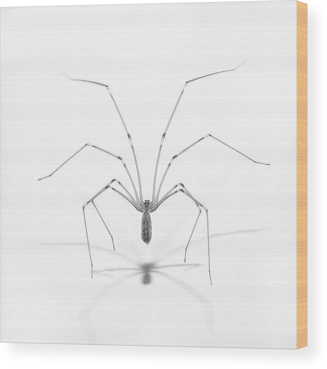 Spider Wood Print featuring the photograph Spider Pose by Vincenzo Piazza