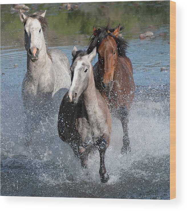 Stallion Wood Print featuring the photograph Splashing in Pursuit. by Paul Martin