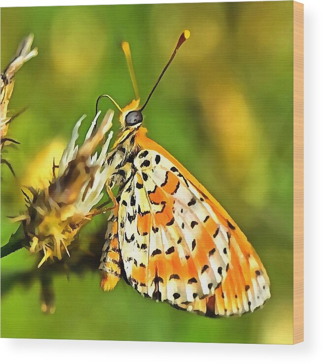 Insect Wood Print featuring the painting Spotted Fritillary Orange and White Butterfly by Taiche Acrylic Art