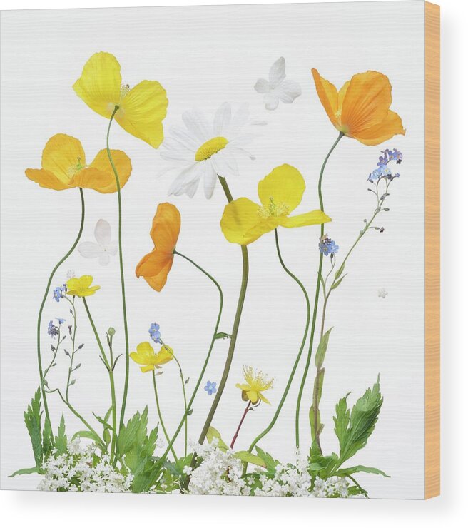 Botanical Wood Print featuring the photograph Spring Sunshine by Sharon Williams