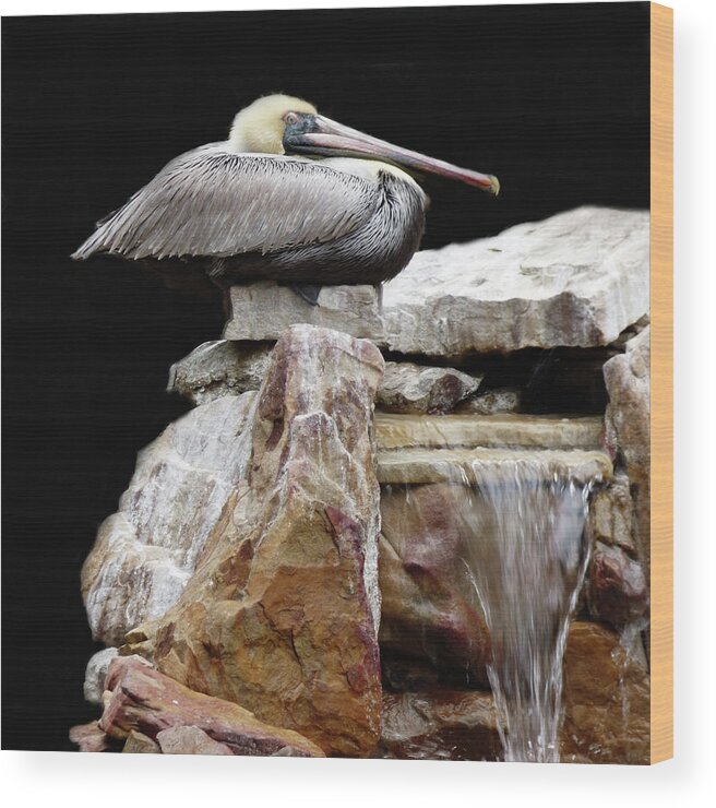 Tropical Wood Print featuring the mixed media Squatting Pelican by Sharon Williams Eng