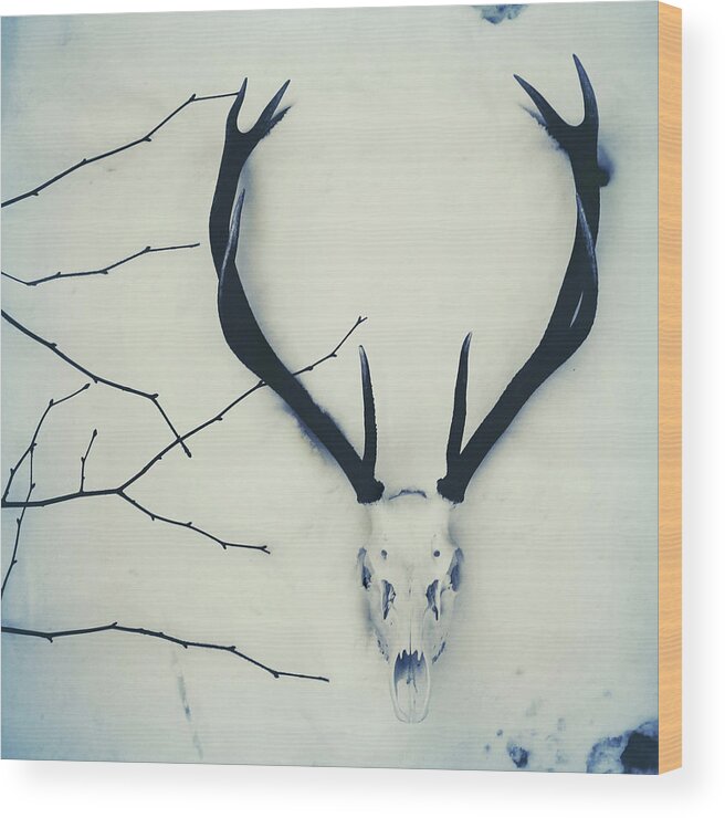 Snow Wood Print featuring the photograph Stagdeer Skull And Antlers In The Snow by Fiona Crawford Watson