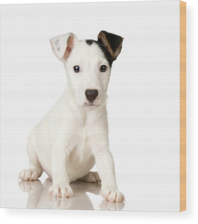 Pets Wood Print featuring the photograph Studio Portrait Of Jack Russell Terrier by Jupiterimages