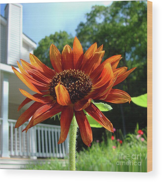 Sunflower Wood Print featuring the photograph Sunflower 39 by Amy E Fraser