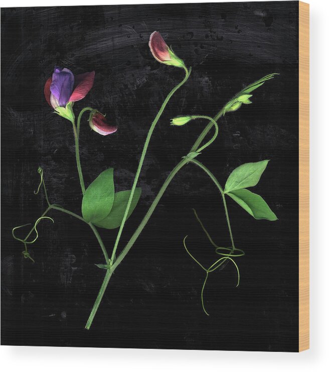 Black Background Wood Print featuring the photograph Sweet Pea Flower Still Life On Black by Chris Collins