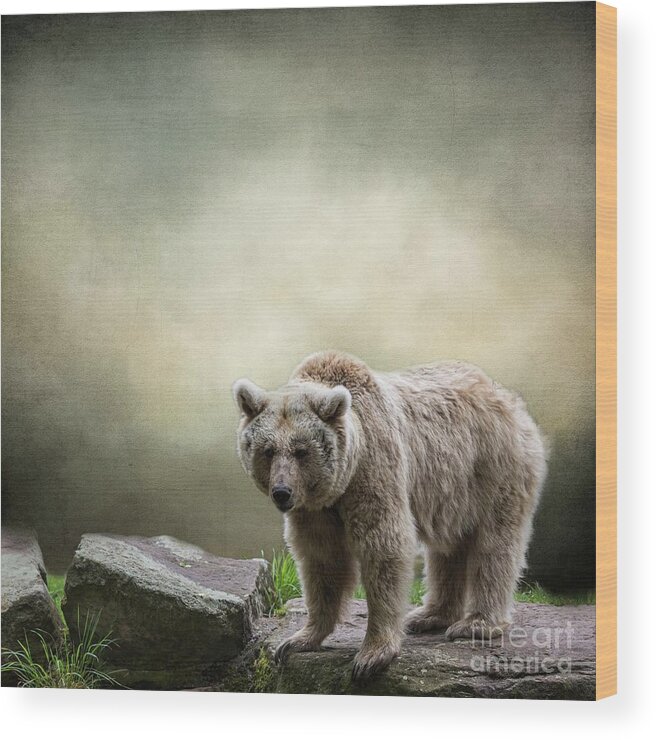 Syrian Brown Bear Wood Print featuring the photograph Syrian Brown Bear-2 by Eva Lechner