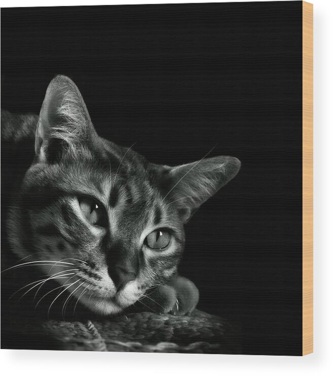 Pets Wood Print featuring the photograph Tabby Cat by Copyright © Vanessa Ho / Www.hovanessa.com