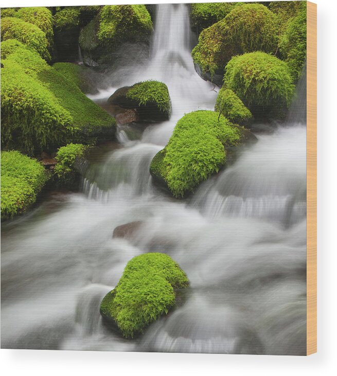 Outdoors Wood Print featuring the photograph Temperate Rain Forest Stream by Antonyspencer