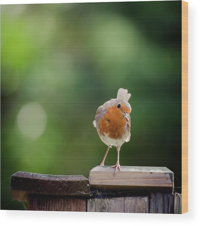 Animal Themes Wood Print featuring the photograph The Early Bird Gets The Worm by S0ulsurfing - Jason Swain
