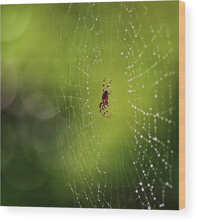 Spider Wood Print featuring the photograph The great architect in the morning light by Tatiana Travelways