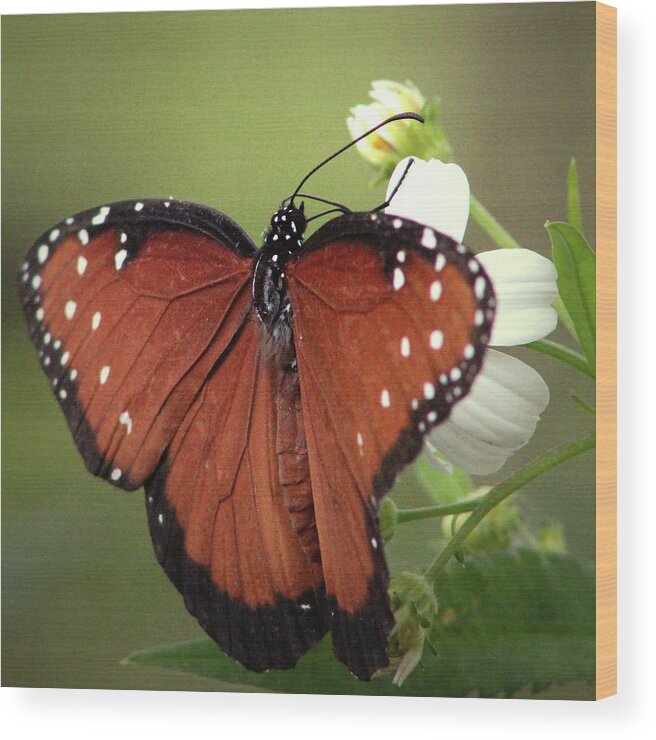 Queen Butterfly Wood Print featuring the photograph The Queen's Supper by Michael Allard