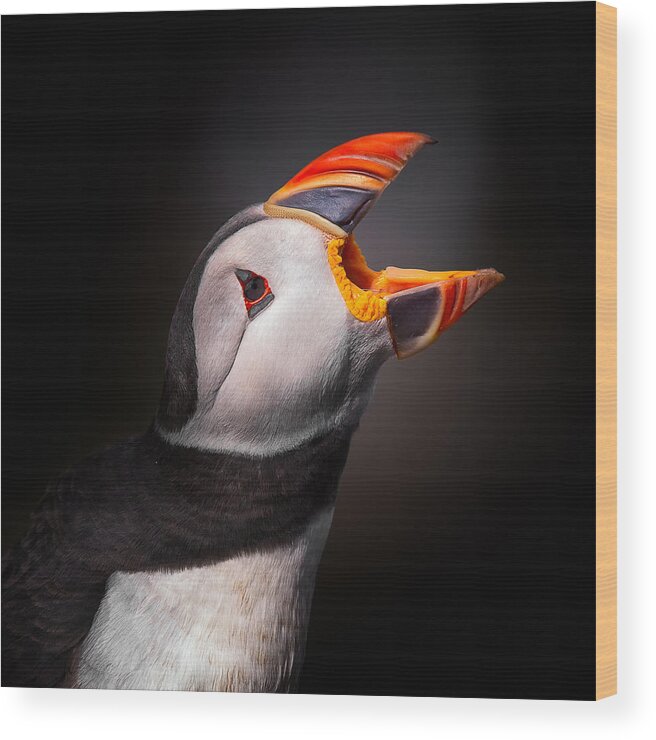 Puffin Wood Print featuring the photograph The Scream by Fegari