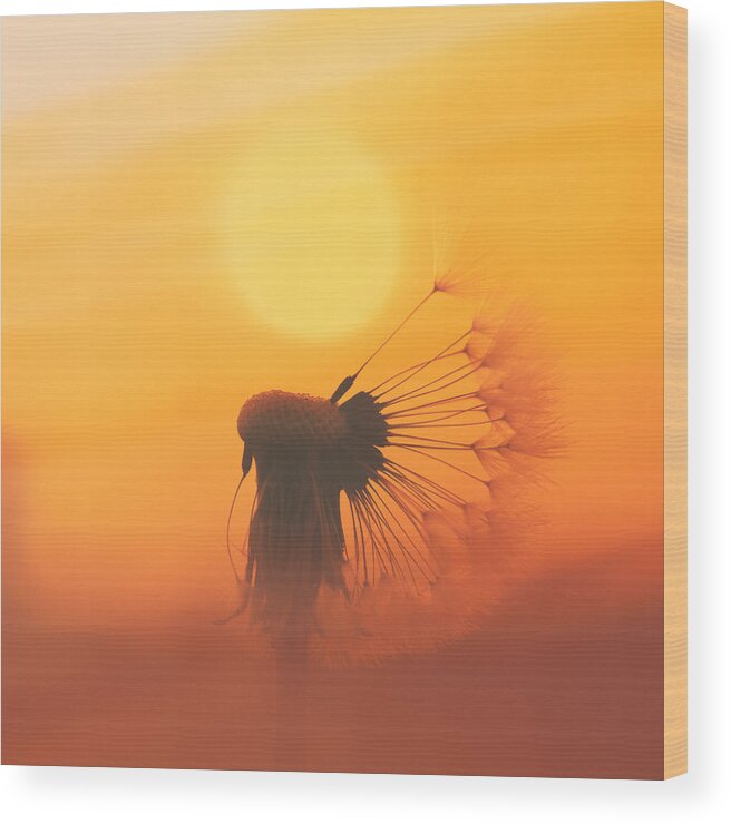Sun Wood Print featuring the photograph The Sun by Jaroslav Buna