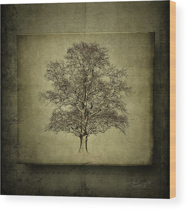 Trees Wood Print featuring the photograph This Tree Is On The Square by Rene Crystal