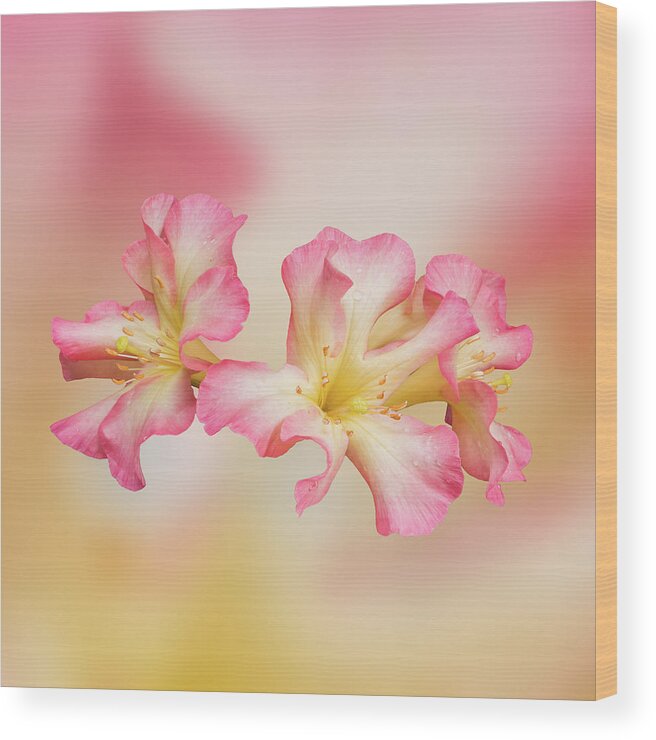 Pink Wood Print featuring the photograph Three Pinks by Lynn Davis