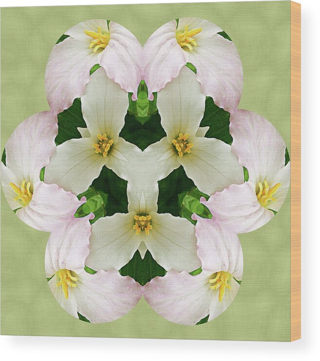 Trillium Wood Print featuring the photograph Trillium by Minnie Gallman