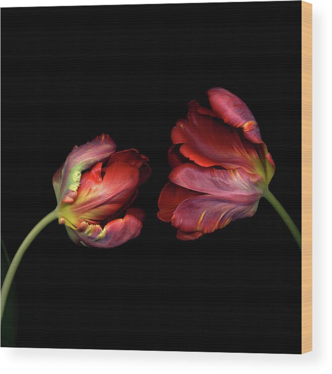 Two Objects Wood Print featuring the photograph Tulip by Photograph By Magda Indigo
