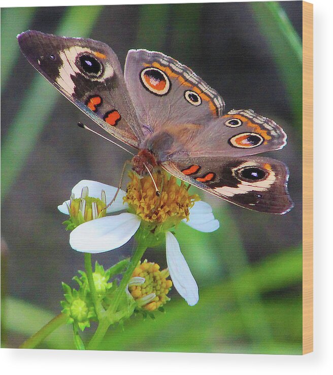 Butterfly Wood Print featuring the photograph Uncommon Buckeye by Michael Allard