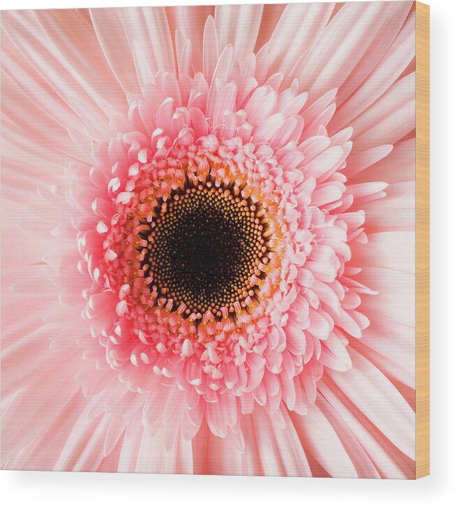 Petal Wood Print featuring the photograph Usa, Utah, Lehi, Close-up Of Pink Daisy by Mike Kemp