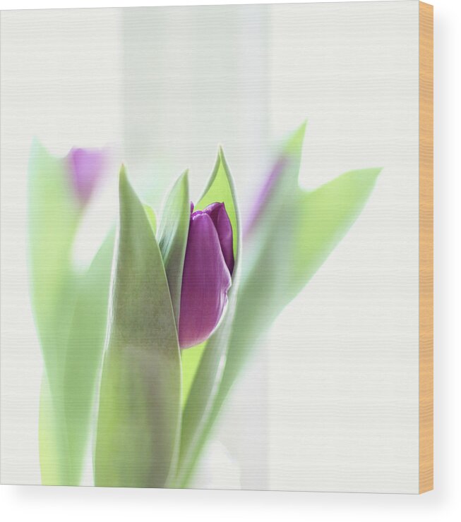 Purple Wood Print featuring the photograph Violet Tulips by Monika Gete