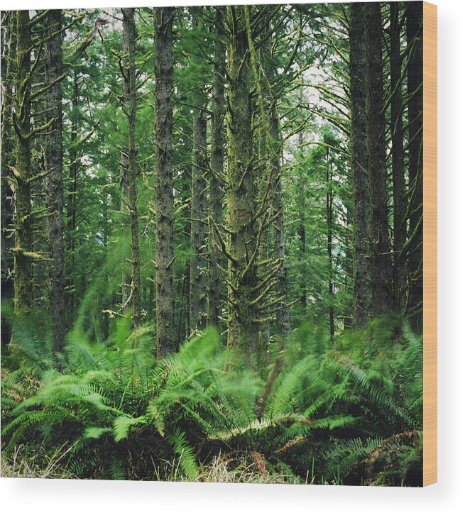 Scenics Wood Print featuring the photograph Waving Ferns In A Lush Forest by Danielle D. Hughson