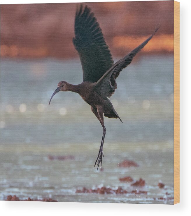 White-faced Ibis Wood Print featuring the photograph White-faced Ibis 091219 by Tam Ryan