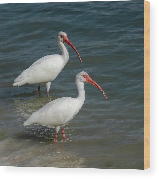 White Ibis Wood Print featuring the photograph White Ibis Pair by Ken Stampfer
