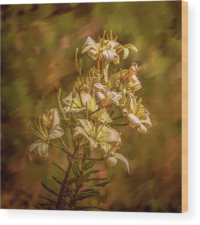 White Lilies Aug Wood Print featuring the photograph White Lilies Aug- by Leif Sohlman