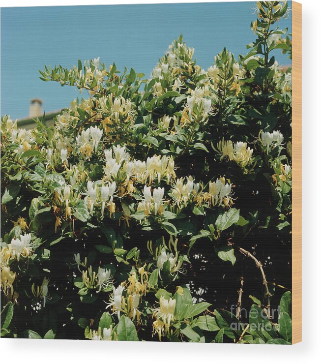 Biological Wood Print featuring the photograph Winter Honeysuckle Bush by Elsa M Megson/science Photo Library