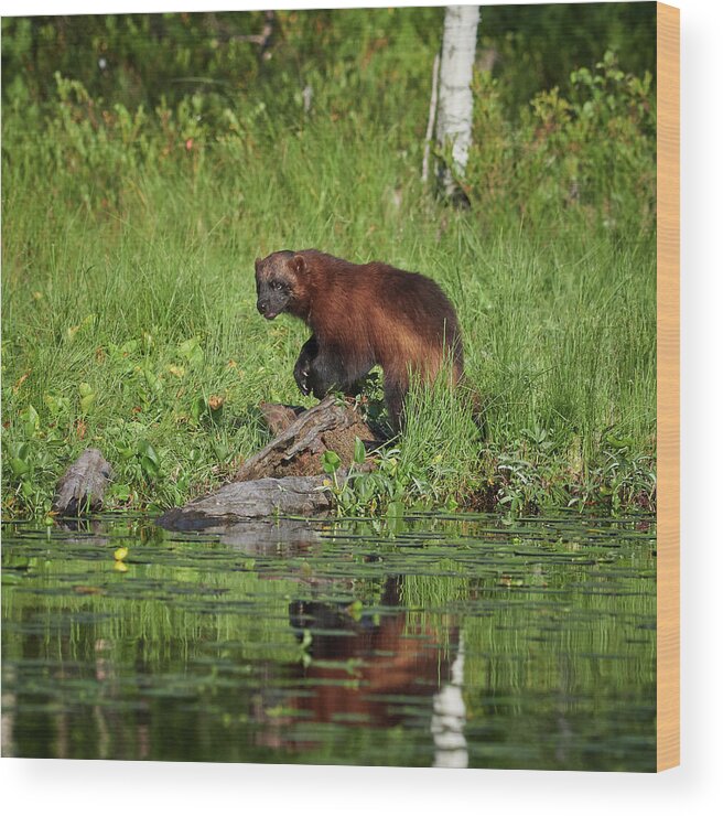 Erä-eero Wood Print featuring the photograph Wolverine by the lake by Jouko Lehto