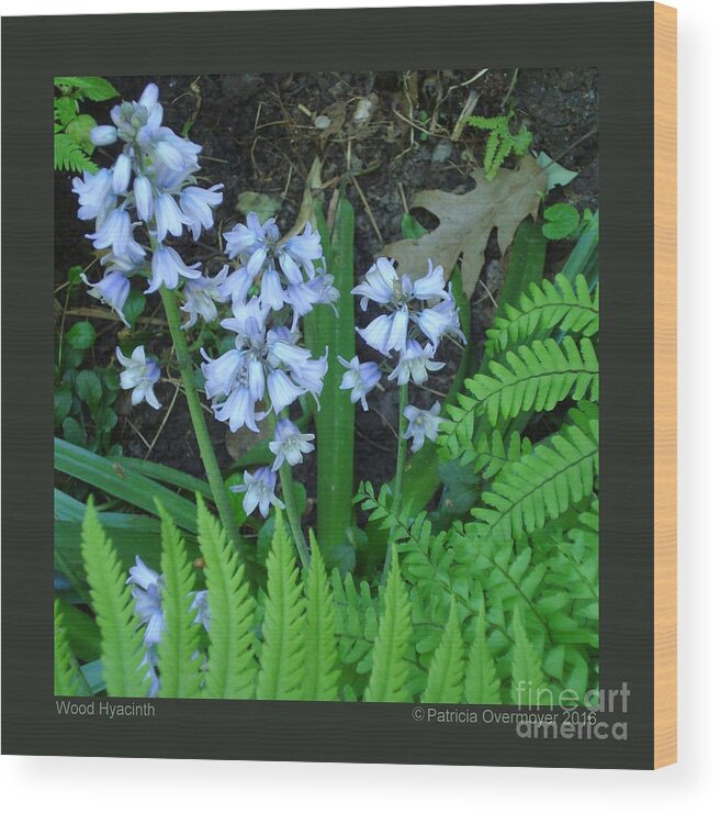 Flower Wood Print featuring the photograph Wood Hyacinth by Patricia Overmoyer